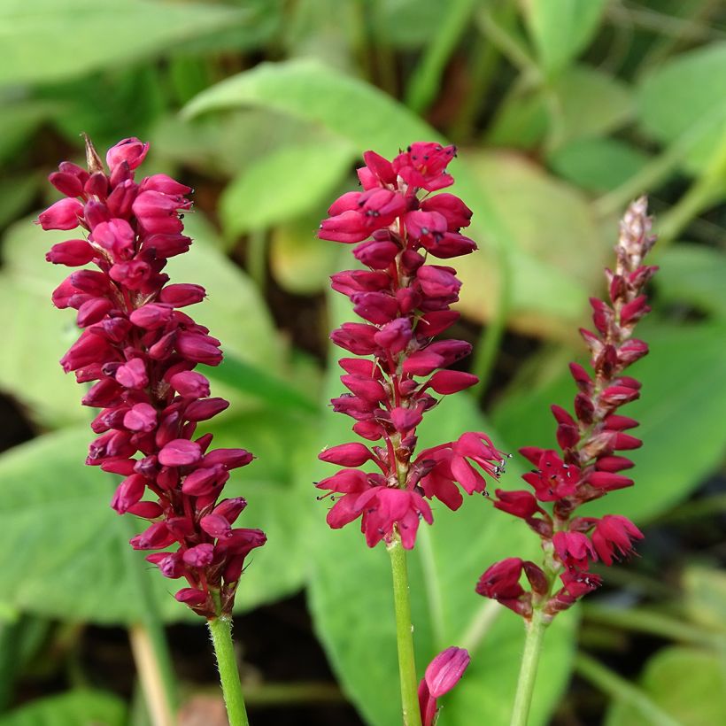 Persicaria amplexicaulis Taurus (Fioritura)