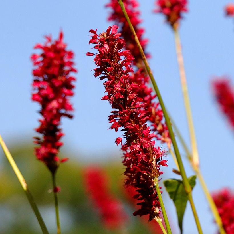 Persicaria amplexicaulis Vesuvius (Fioritura)