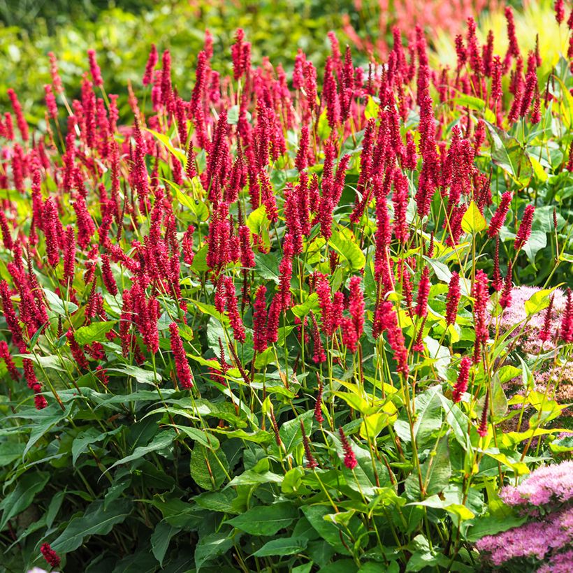 Persicaria amplexicaulis Vesuvius (Porto)