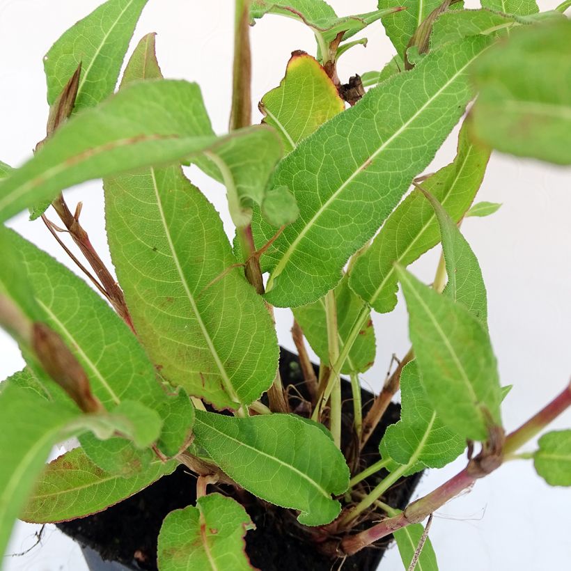 Persicaria amplexicaulis White Eastfield (Fogliame)