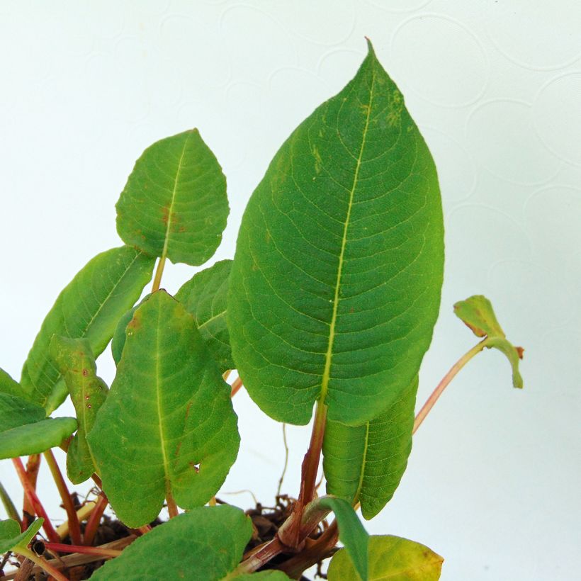 Persicaria amplexicaulis var. pendula (Fogliame)