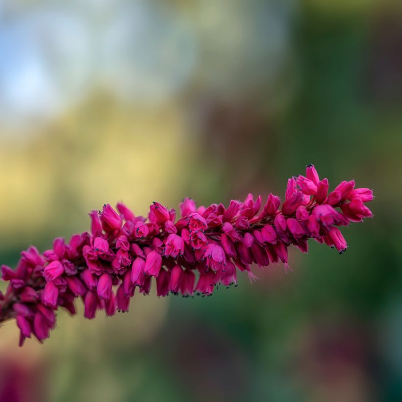 Persicaria amplexicaulis var. pendula (Fioritura)