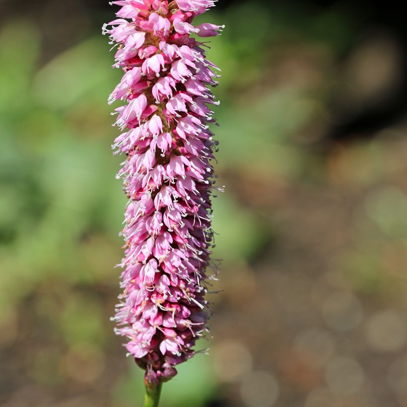 Persicaria bistorta Hohe Tatra - Bistorta (Fioritura)