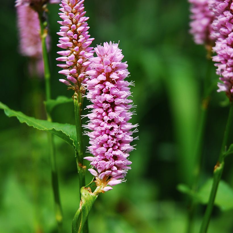 Persicaria bistorta Superba - Bistorta (Fioritura)