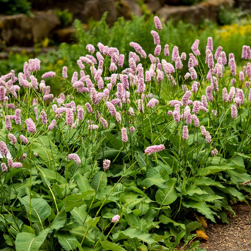 Persicaria bistorta Superba - Bistorta (Porto)