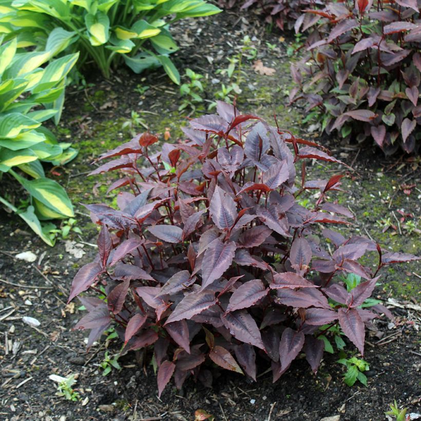 Persicaria microcephala Red Dragon (Porto)