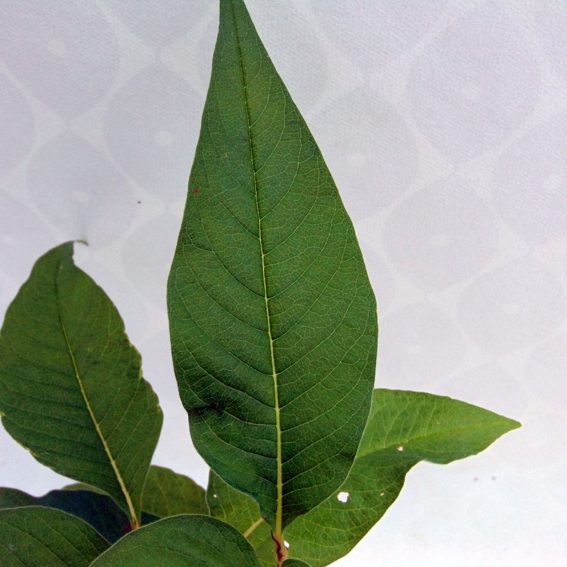 Persicaria polymorpha (Fogliame)