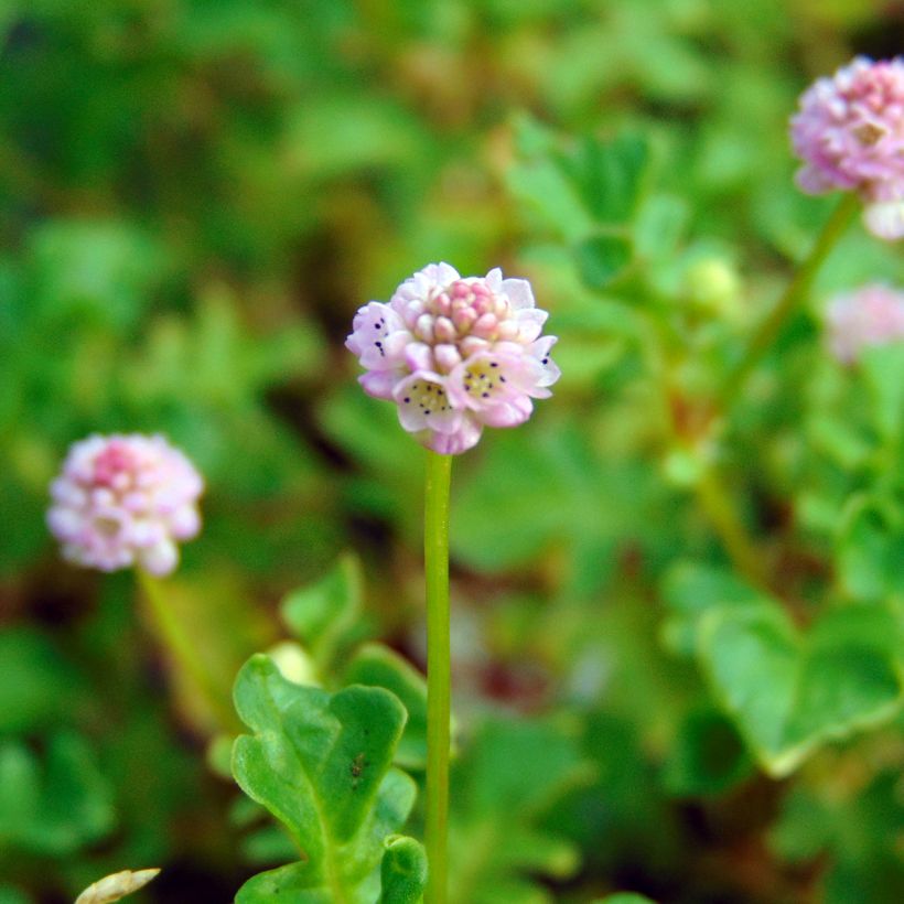 Persicaria runcinata Needham's Form (Fioritura)