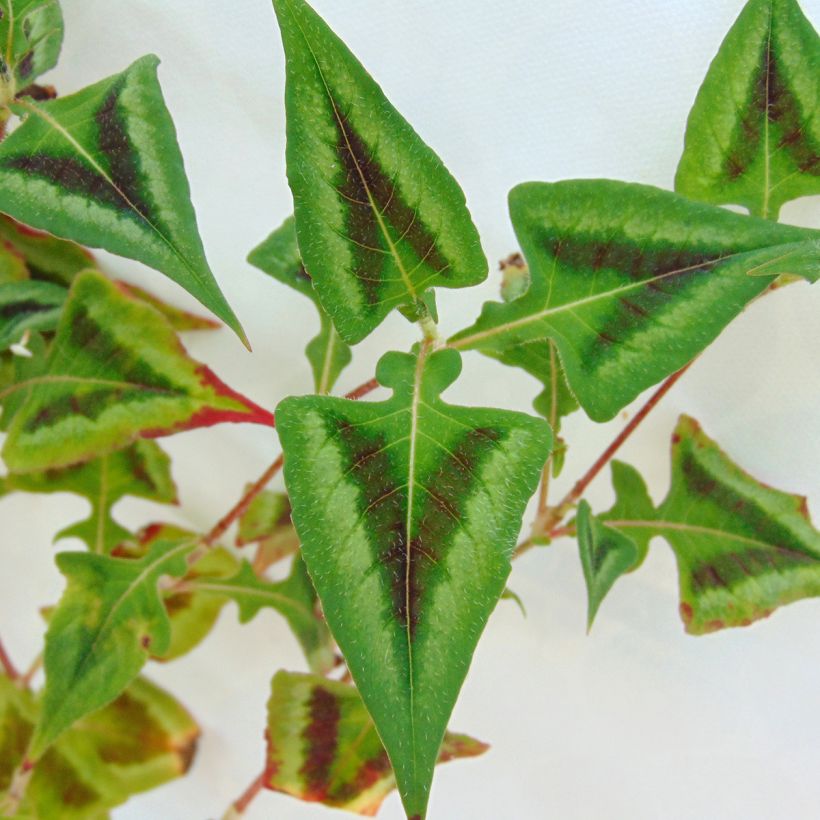 Persicaria runcinata Purple Fantasy (Fogliame)