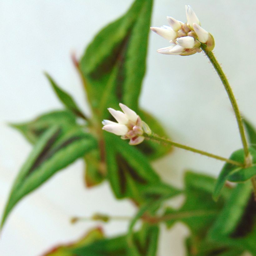 Persicaria runcinata Purple Fantasy (Fioritura)