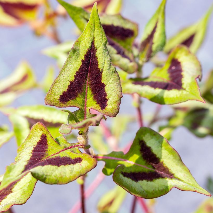 Persicaria runcinata Yunnan Giant (Fogliame)