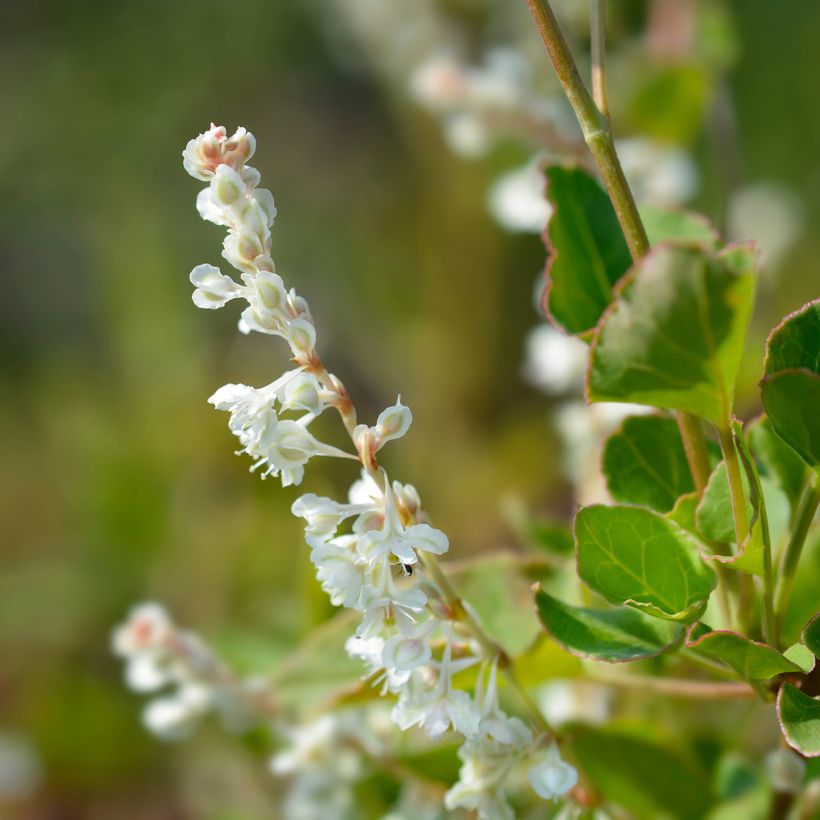 Fallopia aubertii (Fioritura)