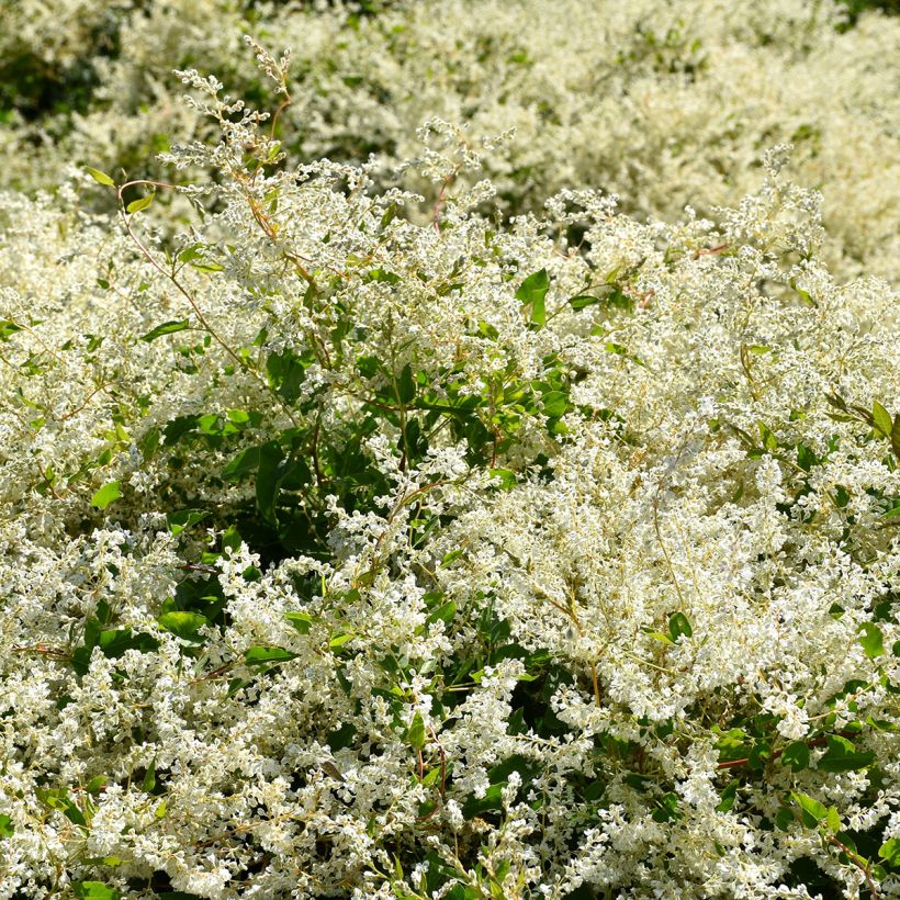 Fallopia aubertii (Porto)