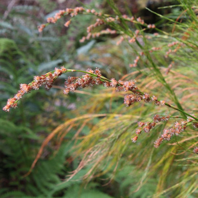 Restio tetraphyllus (Fioritura)