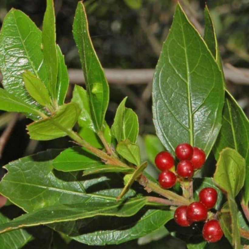 Rhamnus alaternus - Alaterno (Fogliame)