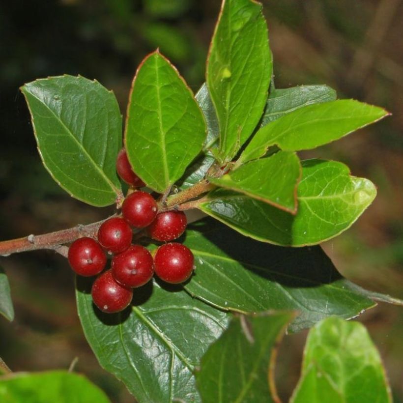 Rhamnus alaternus - Alaterno (Raccolta)