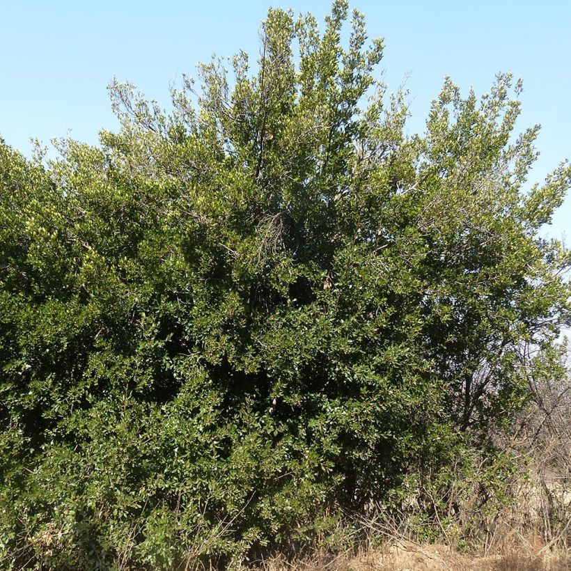 Rhamnus alaternus - Alaterno (Porto)