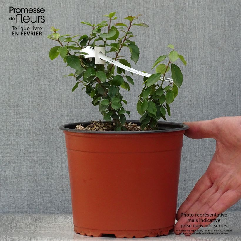 Rhamnus alaternus - Alaterne Pot de 2L/3L esemplare consegnato in inverno