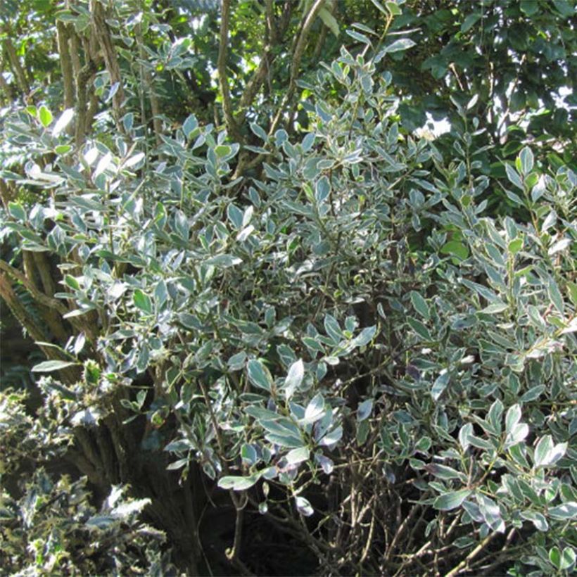 Rhamnus alaternus Argenteovariegata - Alaterno (Fogliame)