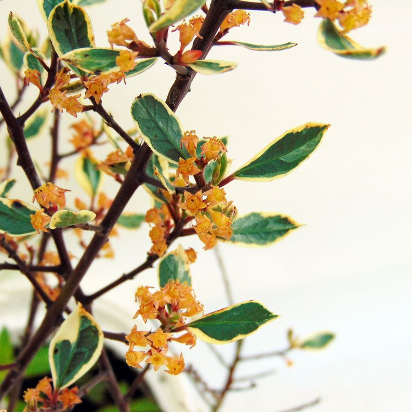 Rhamnus alaternus Argenteovariegata - Alaterno (Fioritura)