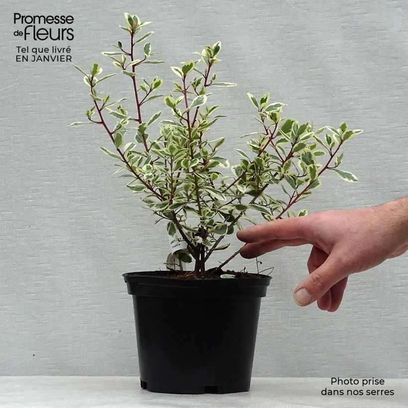 Rhamnus alaternus Argenteovariegata Pot de 2L/3L esemplare consegnato in inverno