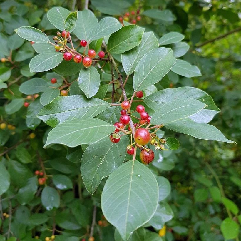 Rhamnus frangula - Frangola (Fogliame)