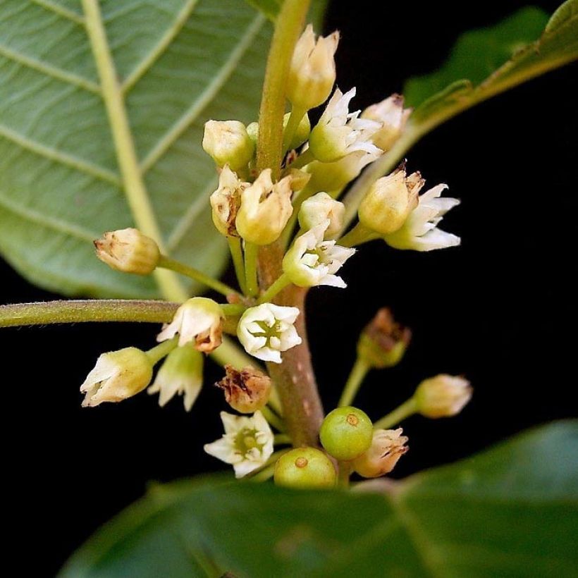 Rhamnus frangula - Frangola (Fioritura)