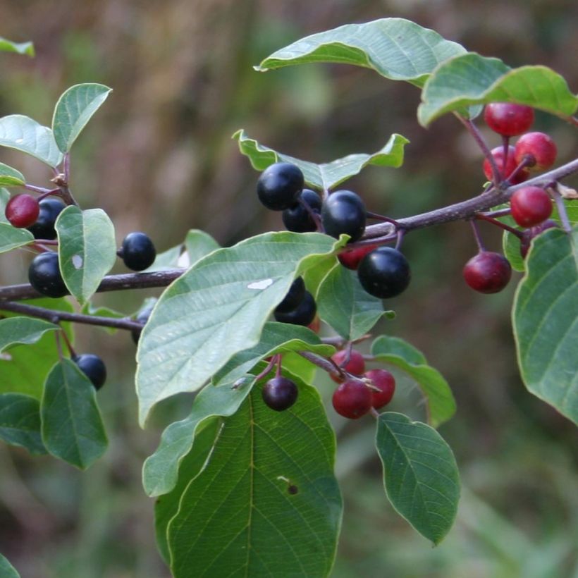 Rhamnus frangula - Frangola (Raccolta)