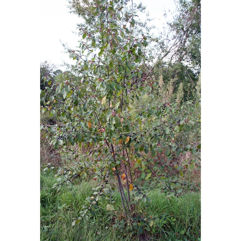 Rhamnus frangula - Frangola (Porto)