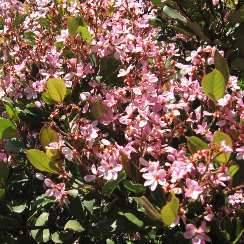 Rhaphiolepis indica Spring Time (Fioritura)