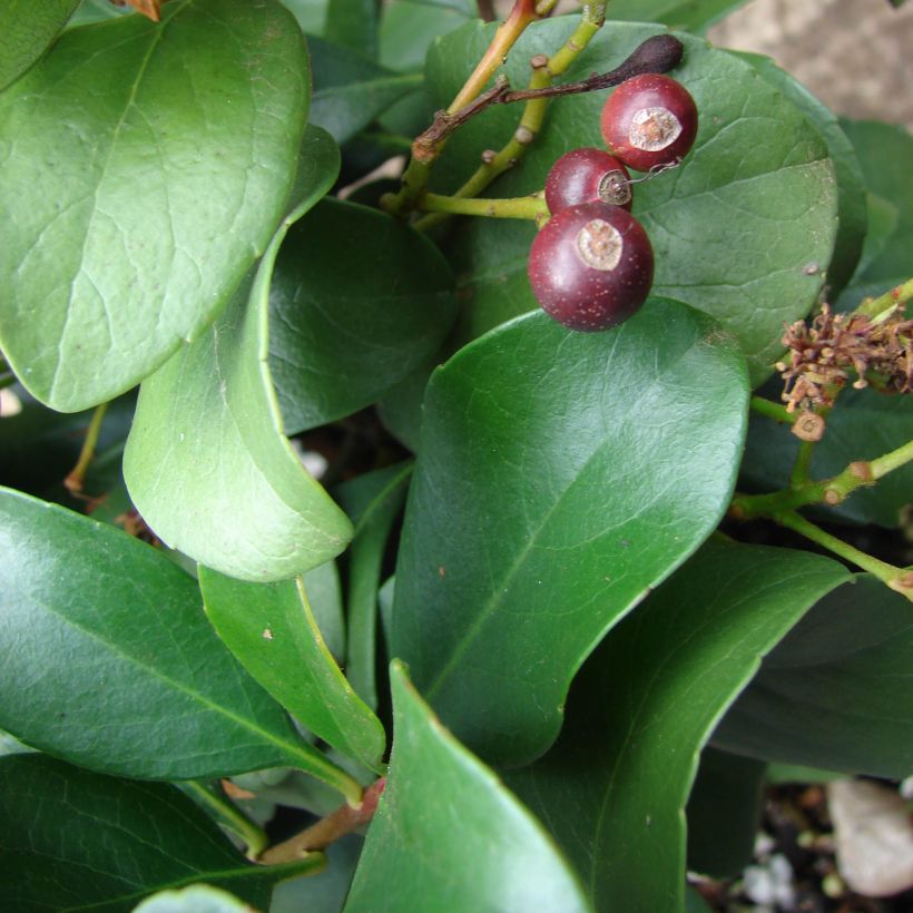 Rhaphiolepis delacourii Coates Crimson (Fogliame)