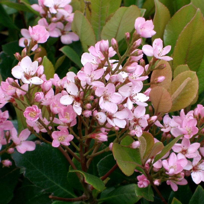 Rhaphiolepis delacourii Coates Crimson (Fioritura)