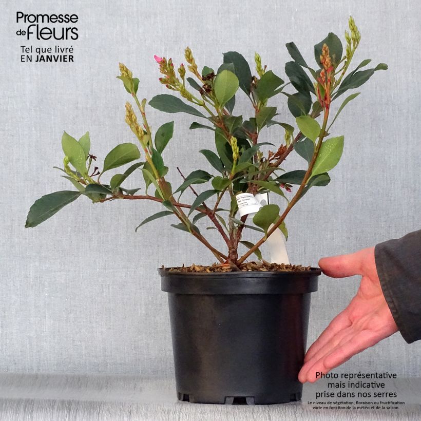 Rhaphiolepis delacourii Coates Crimson Pot de 2L/3L esemplare consegnato in inverno