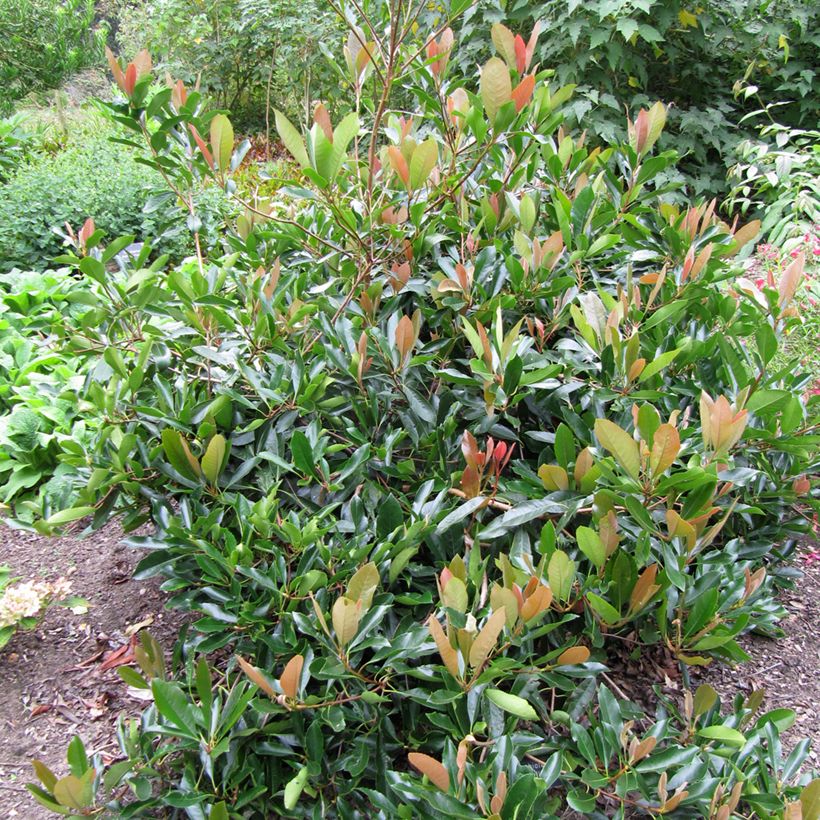 Rhaphiolepis umbellata (Porto)