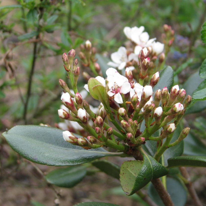 Rhaphiolepis umbellata Ovata (Fioritura)