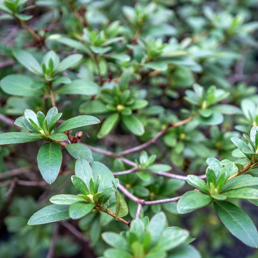 Rhaphiolepis umbellata (Fogliame)