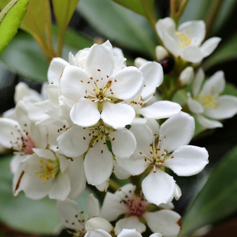 Rhaphiolepis umbellata (Fioritura)