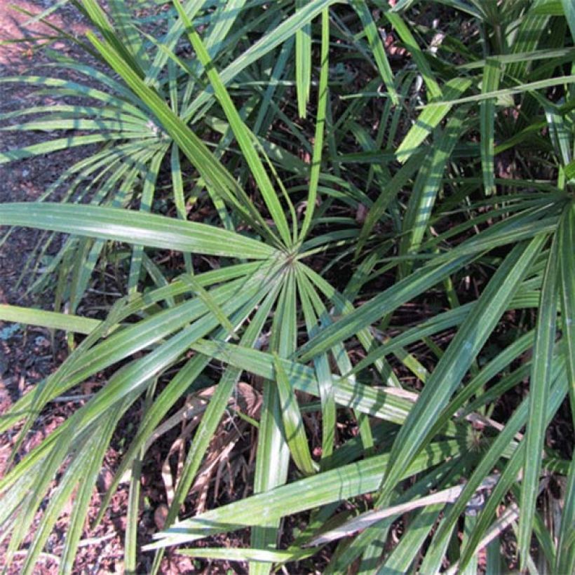 Rhapidophyllum hystrix (Fogliame)