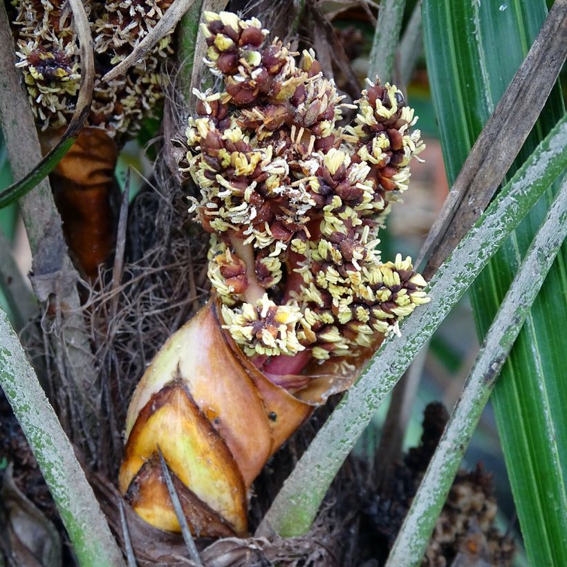 Rhapidophyllum hystrix (Fioritura)