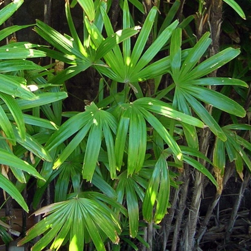 Rhapis excelsa (Fogliame)