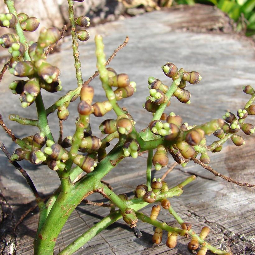 Rhapis excelsa (Raccolta)