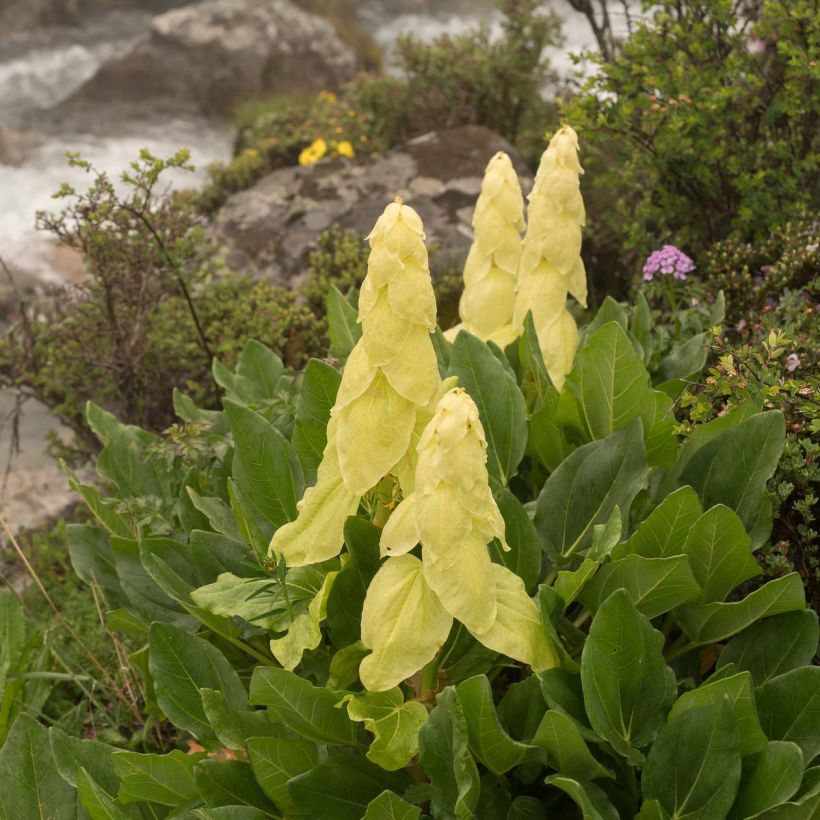 Rheum alexandrae - Rabarbaro ornementale (Fioritura)