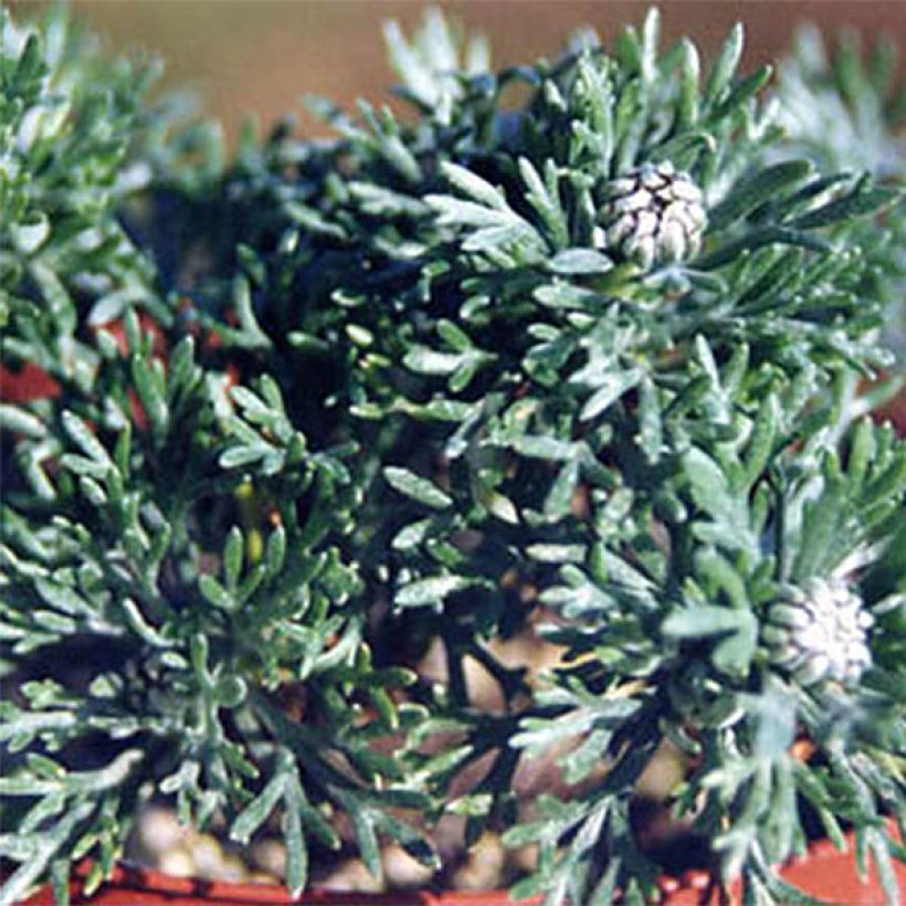 Rhodanthemum hosmariense African Rose (Fogliame)