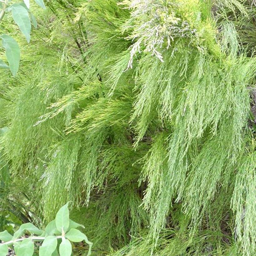 Rhodocoma capensis (Fogliame)