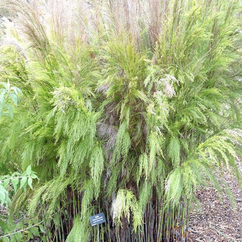 Rhodocoma capensis (Porto)