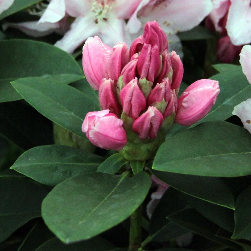 Rhododendron Albert Schweitzer (Fogliame)