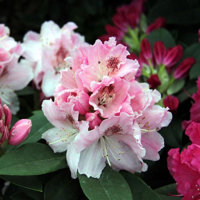 Rhododendron Albert Schweitzer (Fioritura)