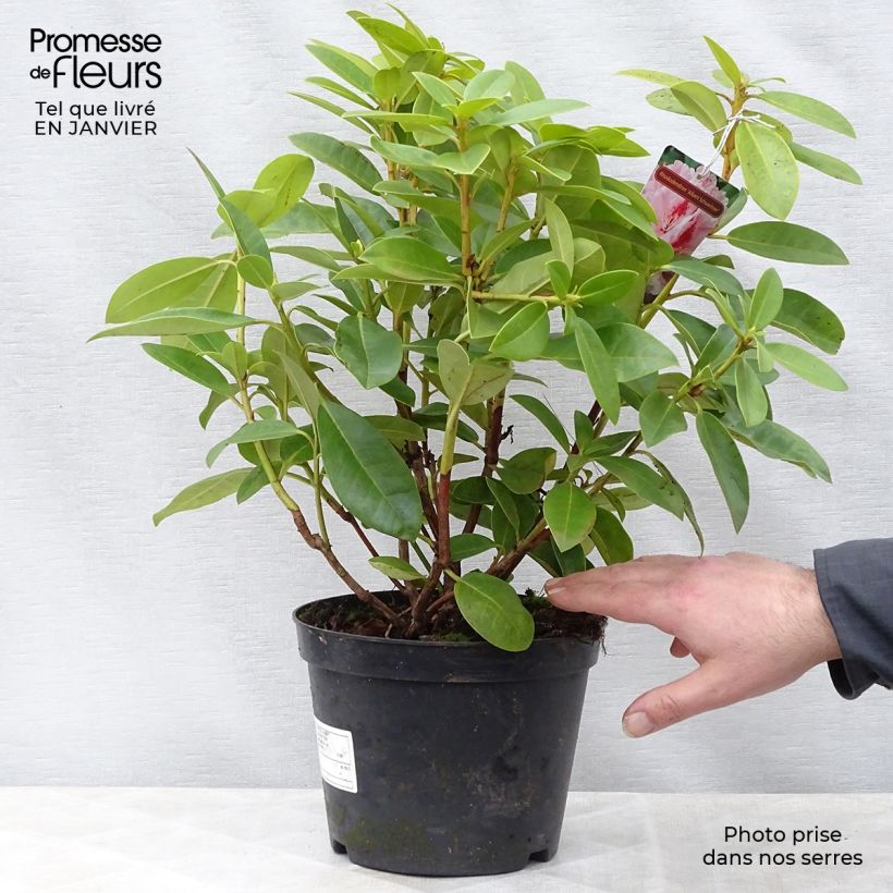 Rhododendron Albert Schweitzer en pot de 4/5L esemplare consegnato in inverno