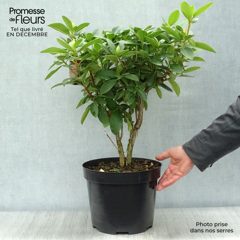 Rhododendron Albert Schweitzer en pot de 7,5L/10L esemplare consegnato in inverno