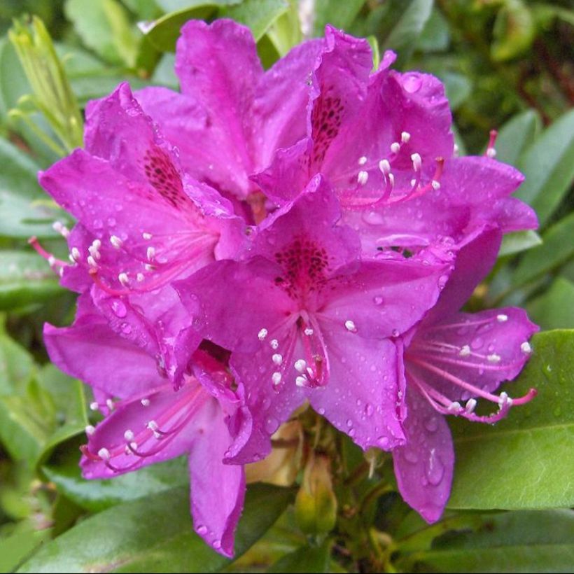 Rhododendron Anah Kruschke (Fioritura)